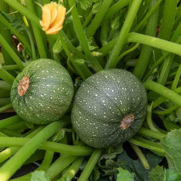 Potagères - Courgette de Nice à Fruit Rond - face recto